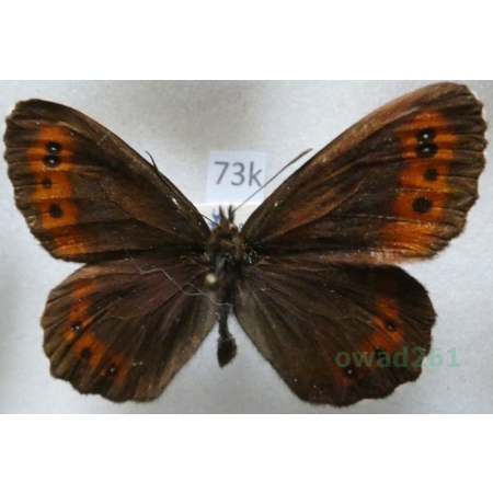 Erebia ligea (Linnaeus, 1758) male Górówka boruta Slovenia73k
